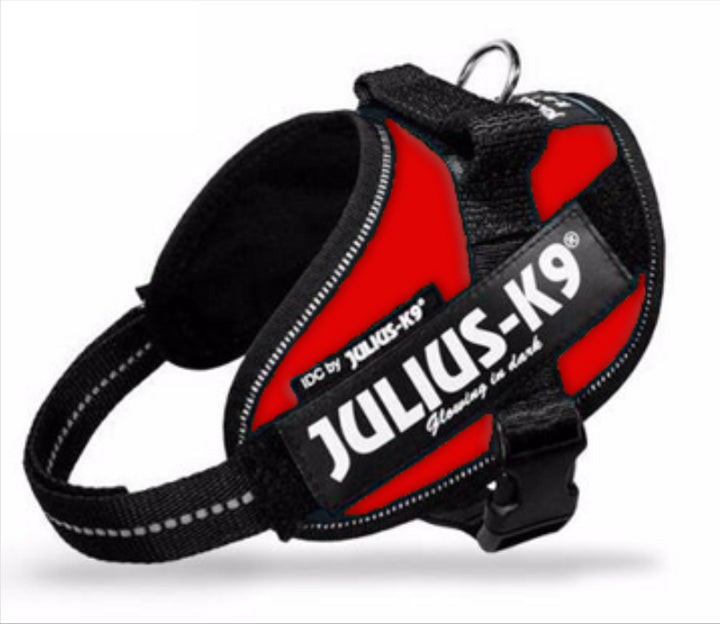 Harnais Julius Rouge Vibrant