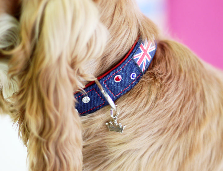 collier pour chien Estilfordog UK